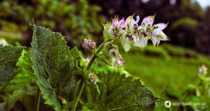 Muskatellersalbei: Vielseitige Heil‑ und Küchenkrautpflanze mit muskatigem Duft. Erfahre Verwendung, Anbau, Wirkung, Rezepte und Anwendungstipps im Alltag.