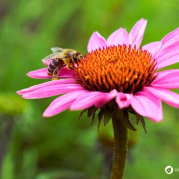 Purpur‑Sonnenhut ist eine immunstärkende Heilpflanze mit markanten Blüten. Erfahre Herkunft, Anwendungen, Anbau und Rezepte.