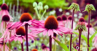 Purpur‑Sonnenhut ist eine immunstärkende Heilpflanze mit markanten Blüten. Erfahre Herkunft, Anwendungen, Anbau und Rezepte.