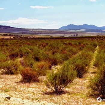 Rooibos ist ein koffeinfreier, antioxidativ wirkender Kräutertee aus Südafrika mit mildem Geschmack, ideal für Genuss und Gesundheit.