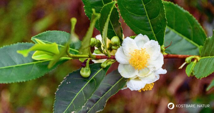 Die Teepflanze ist Grundlage für grünen und schwarzen Tee. Sie wirkt antioxidativ, fördert Verdauung und Wachheit.