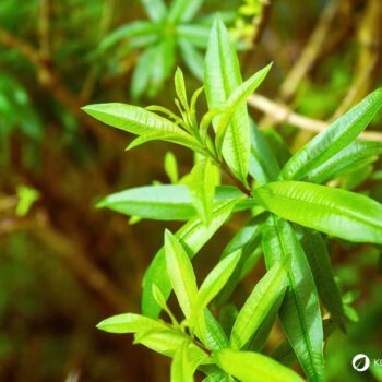 Zitronenverbene ist ein aromatischer Kräuterstrauch mit zitronigem Duft. Nutze sie in Tee, Küche, Kosmetik und Heilpflanzenanwendungen.