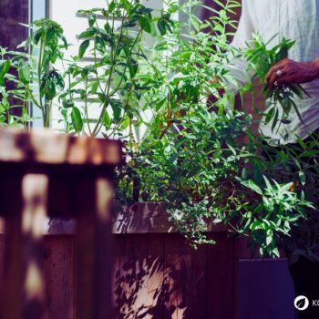 Zitronenverbene ist ein aromatischer Kräuterstrauch mit zitronigem Duft. Nutze sie in Tee, Küche, Kosmetik und Heilpflanzenanwendungen.