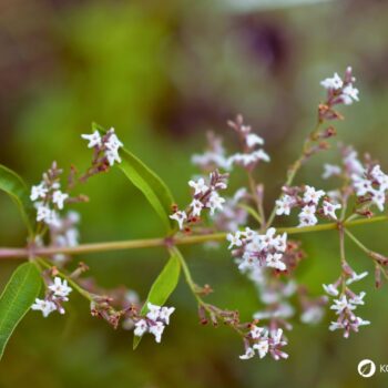 Zitronenverbene ist ein aromatischer Kräuterstrauch mit zitronigem Duft. Nutze sie in Tee, Küche, Kosmetik und Heilpflanzenanwendungen.