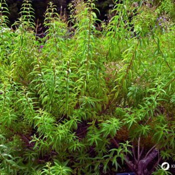 Zitronenverbene ist ein aromatischer Kräuterstrauch mit zitronigem Duft. Nutze sie in Tee, Küche, Kosmetik und Heilpflanzenanwendungen.