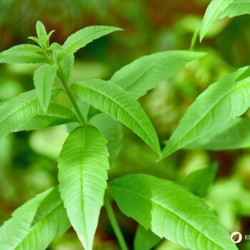 Zitronenverbene ist ein aromatischer Kräuterstrauch mit zitronigem Duft. Nutze sie in Tee, Küche, Kosmetik und Heilpflanzenanwendungen.