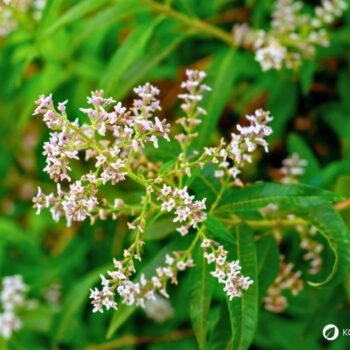 Zitronenverbene ist ein aromatischer Kräuterstrauch mit zitronigem Duft. Nutze sie in Tee, Küche, Kosmetik und Heilpflanzenanwendungen.
