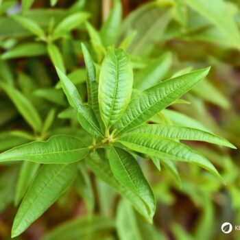 Zitronenverbene ist ein aromatischer Kräuterstrauch mit zitronigem Duft. Nutze sie in Tee, Küche, Kosmetik und Heilpflanzenanwendungen.