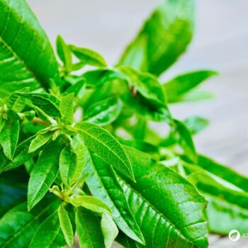 Zitronenverbene ist ein aromatischer Kräuterstrauch mit zitronigem Duft. Nutze sie in Tee, Küche, Kosmetik und Heilpflanzenanwendungen.