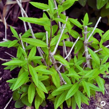 Zitronenverbene ist ein aromatischer Kräuterstrauch mit zitronigem Duft. Nutze sie in Tee, Küche, Kosmetik und Heilpflanzenanwendungen.