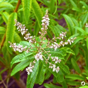 Zitronenverbene ist ein aromatischer Kräuterstrauch mit zitronigem Duft. Nutze sie in Tee, Küche, Kosmetik und Heilpflanzenanwendungen.