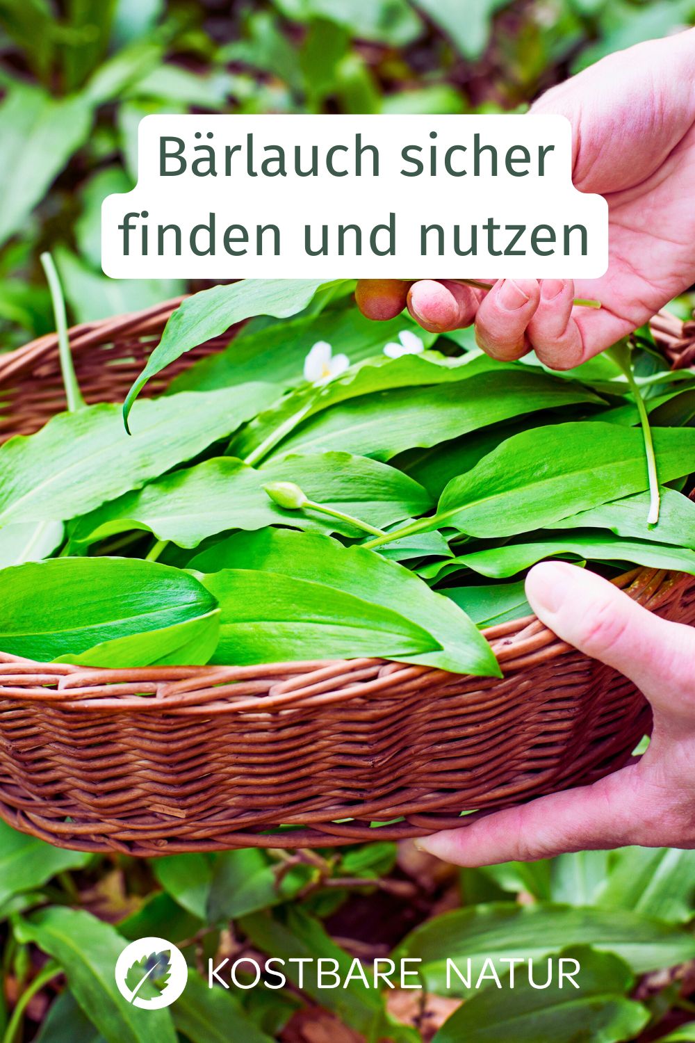 Bärlauch ernten leicht erklärt. Saison, Fundorte, Verwechslungsgefahr, richtige Menge, Rezepte und Haltbarmachen.