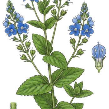 Gamander-Ehrenpreis (Veronica chamaedrys): erkennen, sammeln und nutzen – als mildes Wildkraut für Tee, Küche und sanfte Hautanwendungen.