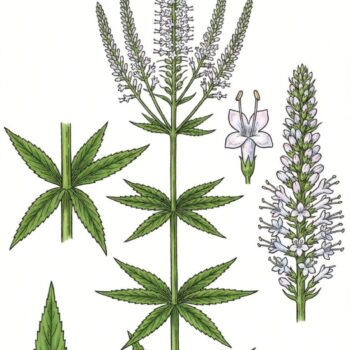 Kandelaber-Ehrenpreis: Pflege, Erkennung, Geschichte und sichere Einordnung als Gartenstar für Bienen – mit Anbautipps.