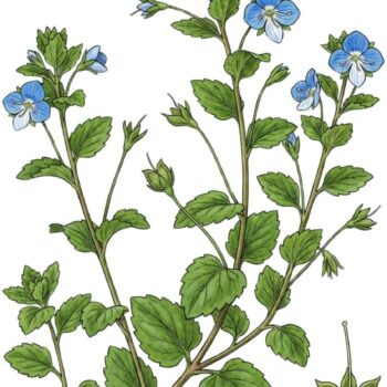 Persischer Ehrenpreis erkennen, sammeln und nutzen – essbare Blüten und Blätter, traditionelle Anwendungen, Anbau- und Sicherheitstipps.