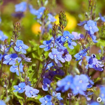 Gamander-Ehrenpreis (Veronica chamaedrys): erkennen, sammeln und nutzen – als mildes Wildkraut für Tee, Küche und sanfte Hautanwendungen.