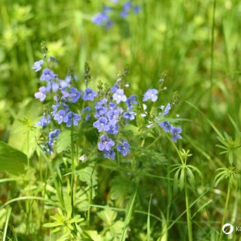 Gamander-Ehrenpreis (Veronica chamaedrys): erkennen, sammeln und nutzen – als mildes Wildkraut für Tee, Küche und sanfte Hautanwendungen.