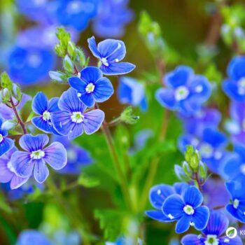 Gamander-Ehrenpreis (Veronica chamaedrys): erkennen, sammeln und nutzen – als mildes Wildkraut für Tee, Küche und sanfte Hautanwendungen.