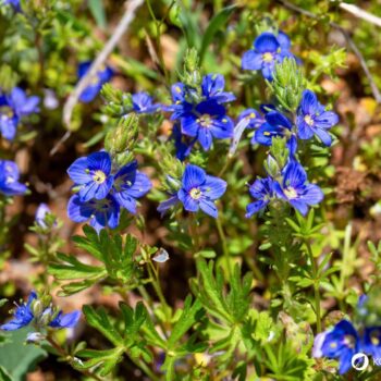 Gamander-Ehrenpreis (Veronica chamaedrys): erkennen, sammeln und nutzen – als mildes Wildkraut für Tee, Küche und sanfte Hautanwendungen.