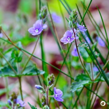 Gamander-Ehrenpreis (Veronica chamaedrys): erkennen, sammeln und nutzen – als mildes Wildkraut für Tee, Küche und sanfte Hautanwendungen.