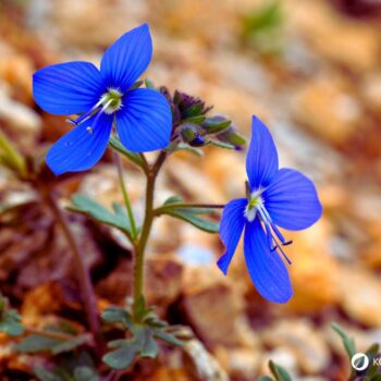 Gamander-Ehrenpreis (Veronica chamaedrys): erkennen, sammeln und nutzen – als mildes Wildkraut für Tee, Küche und sanfte Hautanwendungen.