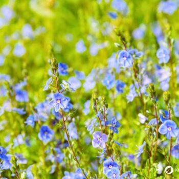 Gamander-Ehrenpreis (Veronica chamaedrys): erkennen, sammeln und nutzen – als mildes Wildkraut für Tee, Küche und sanfte Hautanwendungen.