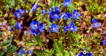 Gamander-Ehrenpreis (Veronica chamaedrys): erkennen, sammeln und nutzen – als mildes Wildkraut für Tee, Küche und sanfte Hautanwendungen.