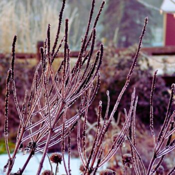 Kandelaber-Ehrenpreis: Pflege, Erkennung, Geschichte und sichere Einordnung als Gartenstar für Bienen – mit Anbautipps.v