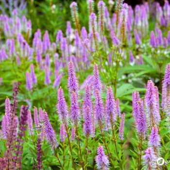 Kandelaber-Ehrenpreis: Pflege, Erkennung, Geschichte und sichere Einordnung als Gartenstar für Bienen – mit Anbautipps.