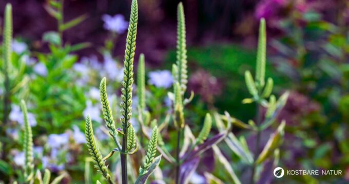 Kandelaber-Ehrenpreis: Pflege, Erkennung, Geschichte und sichere Einordnung als Gartenstar für Bienen – mit Anbautipps.