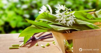 Bärlauchblüten essbar? Ja, absolut! Entdecke Tipps zur Ernte, Infos zur Giftigkeit und leckere Rezepte für die weiße Wildkräuter-Pracht.