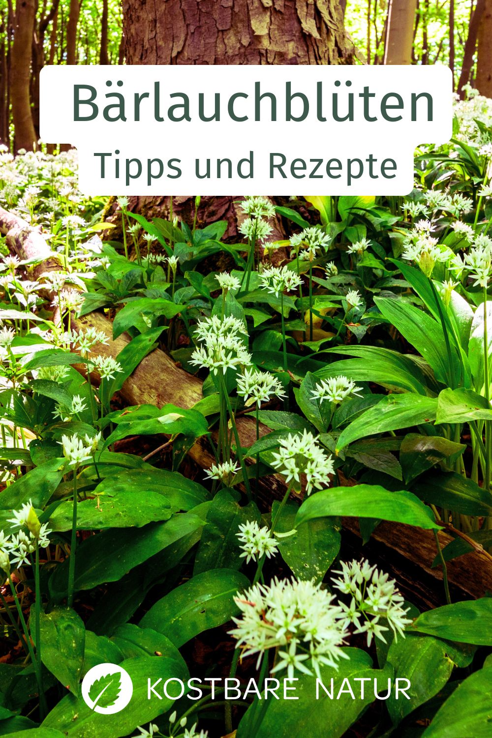 Bärlauchblüten essbar? Ja, absolut! Entdecke Tipps zur Ernte, Infos zur Giftigkeit und leckere Rezepte für die weiße Wildkräuter-Pracht.