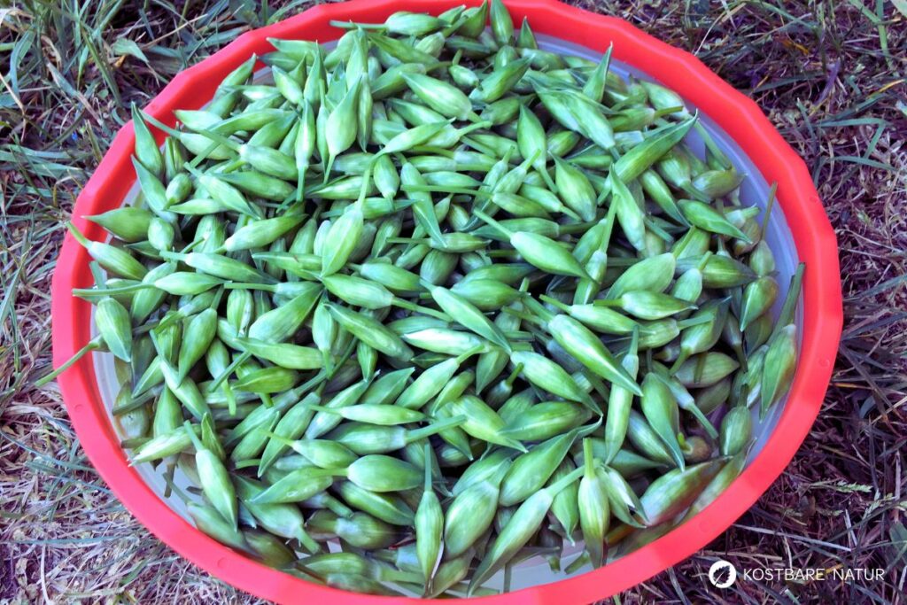Bärlauchkapern einfach selber machen: Entdecke unser Rezept, um Bärlauchknospen einzulegen – die regionale Alternative zu echten Kapern!