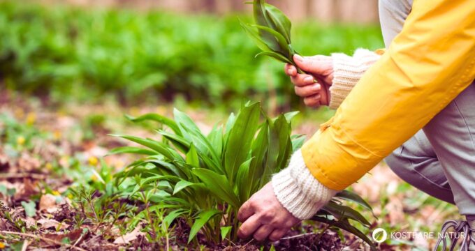Die Bärlauch-Saison ist da und mit ihr viele Neuigkeiten: Bärlauch-Diebstahl, Verwechslungsgefahr und Rezeptideen.