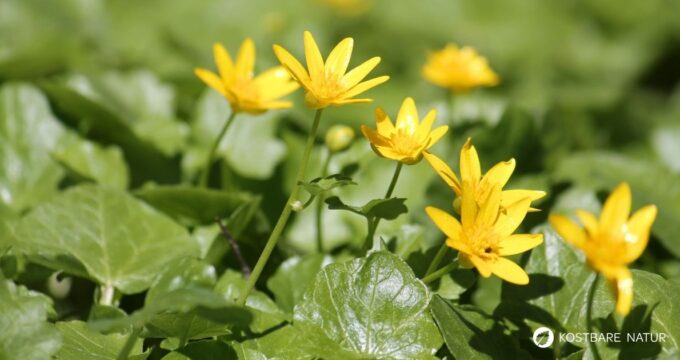Das Scharbockskraut sprießt früh und sollte noch vor der Blüte gesammelt und genutzt werden. Genieße es aber bedacht und in Maßen!