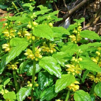 Goldnessel ist ein attraktiver, ungiftiger Wildkräuter‑Bodendecker mit milden Anwendungen in Küche, Hautpflege und Garten.