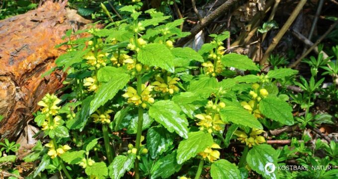 Goldnessel ist ein attraktiver, ungiftiger Wildkräuter‑Bodendecker mit milden Anwendungen in Küche, Hautpflege und Garten.