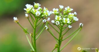 Hirtentäschel – wildes Heilkraut gegen Blutungen, reich an Vitaminen, ideal für Küche & Hausapotheke. Jetzt mehr erfahren!