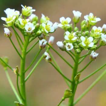 Hirtentäschel – wildes Heilkraut gegen Blutungen, reich an Vitaminen, ideal für Küche & Hausapotheke. Jetzt mehr erfahren!
