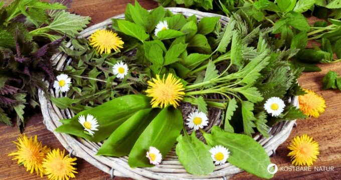 Die besten Wildpflanzen für eine Frühjahrskur gegen Frühjahrsmüdigkeit stellen wir dir hier vor.