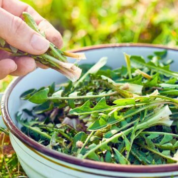 Löwenzahn hilft beim Entgiften, gegen Frühjahrsmüdigkeit und vieles mehr. So stellst du einen Löwenzahnsaft her.