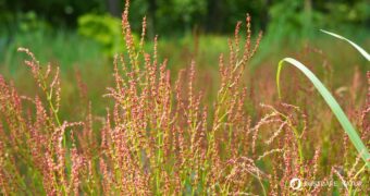 Wiesen-Sauerampfer erkennen, sammeln und nutzen: Wirkung, Küche, Heilwirkung, Anbau und Tipps für die sichere Bestimmung einfach erklärt.
