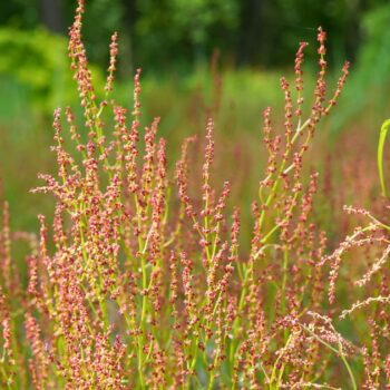 Wiesen-Sauerampfer erkennen, sammeln und nutzen: Wirkung, Küche, Heilwirkung, Anbau und Tipps für die sichere Bestimmung einfach erklärt.