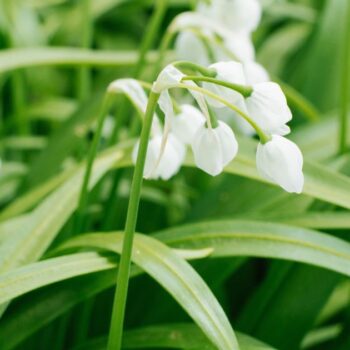 Wunder-Lauch ist eine milde Wildpflanze für Küche und Garten. Erfahre alles über Erkennung, Nutzung, Wirkung und Anbau.