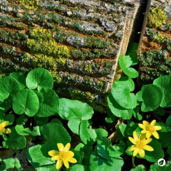 Das Scharbockskraut sprießt früh und sollte noch vor der Blüte gesammelt und genutzt werden. Genieße es aber bedacht und in Maßen!