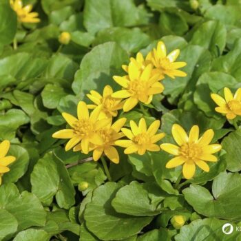 Das Scharbockskraut sprießt früh und sollte noch vor der Blüte gesammelt und genutzt werden. Genieße es aber bedacht und in Maßen!
