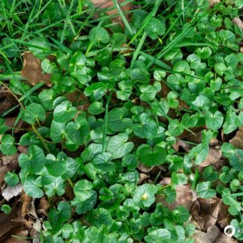 Das Scharbockskraut sprießt früh und sollte noch vor der Blüte gesammelt und genutzt werden. Genieße es aber bedacht und in Maßen!
