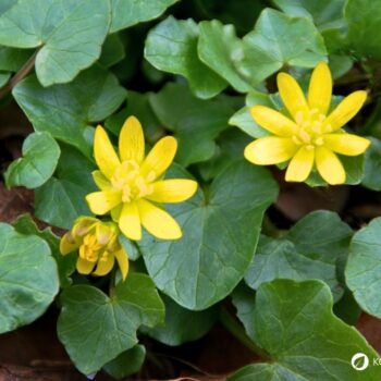Das Scharbockskraut sprießt früh und sollte noch vor der Blüte gesammelt und genutzt werden. Genieße es aber bedacht und in Maßen!