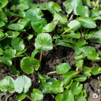 Das Scharbockskraut sprießt früh und sollte noch vor der Blüte gesammelt und genutzt werden. Genieße es aber bedacht und in Maßen!