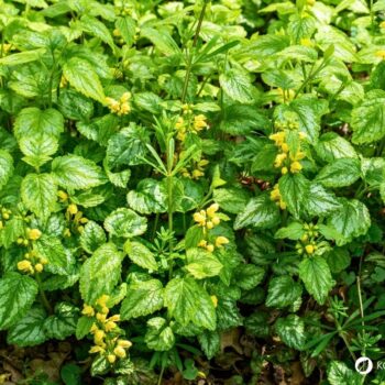 Goldnessel ist ein attraktiver, ungiftiger Wildkräuter‑Bodendecker mit milden Anwendungen in Küche, Hautpflege und Garten.